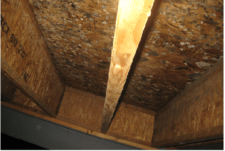 Image depicting the Service Mold Remediation
